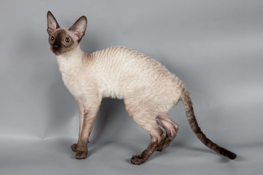 Коты породы Корниш рекс