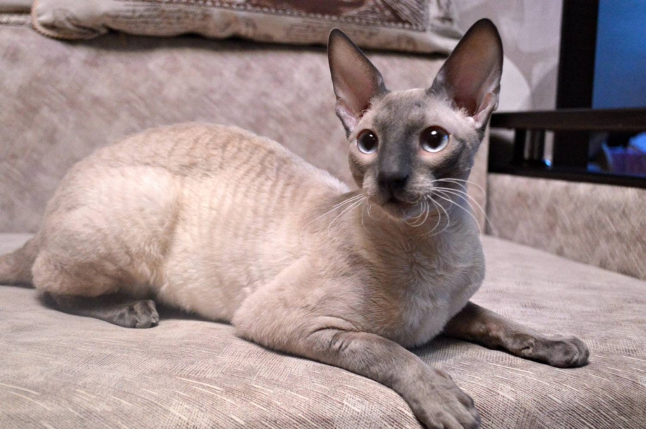 Корниш рекс кошка