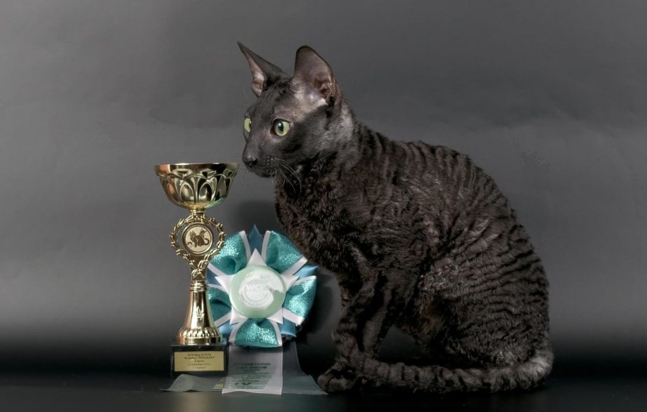 Сфинкс кошка Корниш рекс