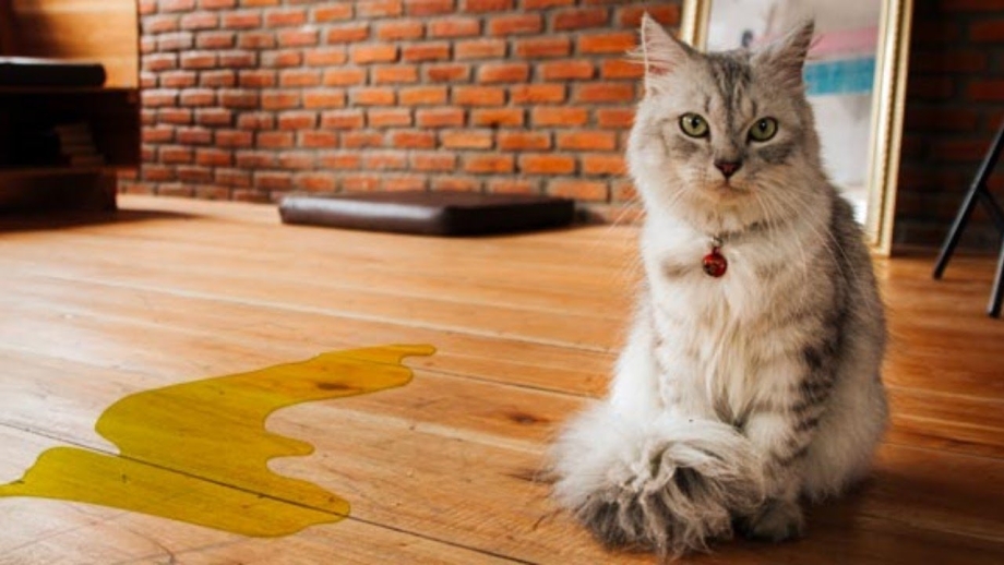 Вонь от кошки