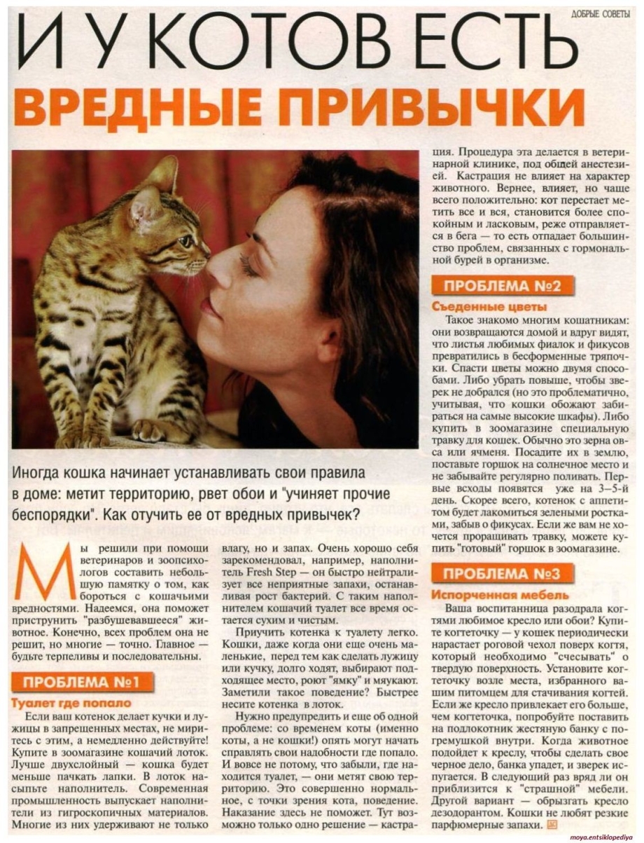 Кошачьи привычки