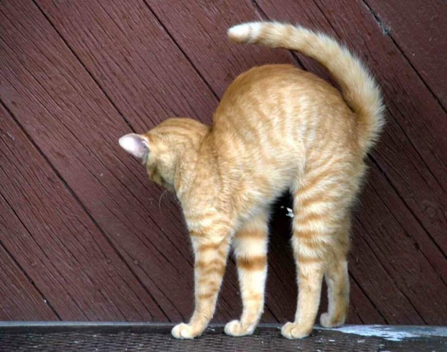 Кот с выгнутой спиной