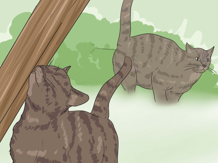 Кошачье поведение
