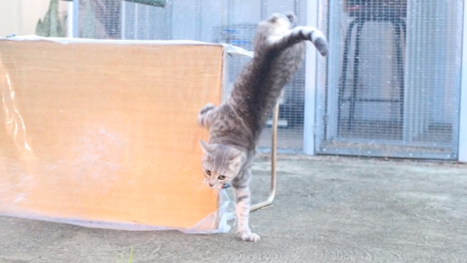 Недопрыг кота. Видео