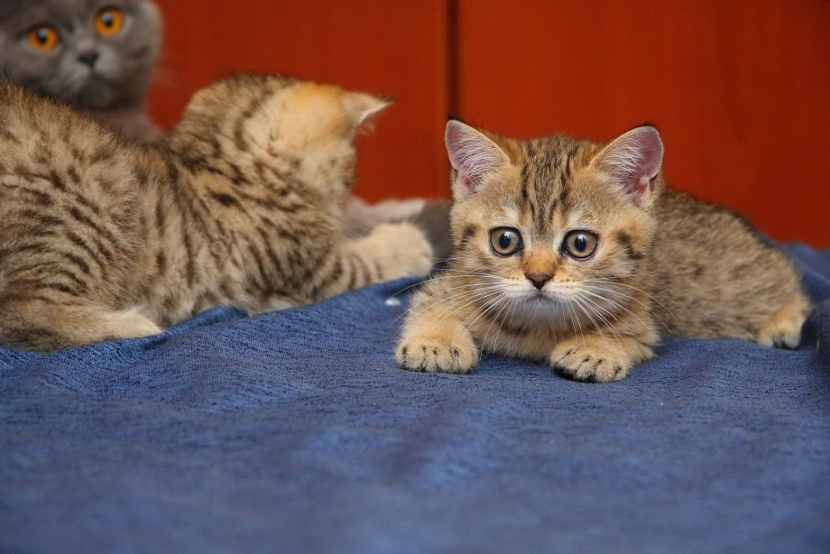 Шотландские котята Браун табби