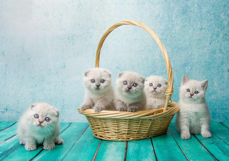 Котик вислоухий шотландец