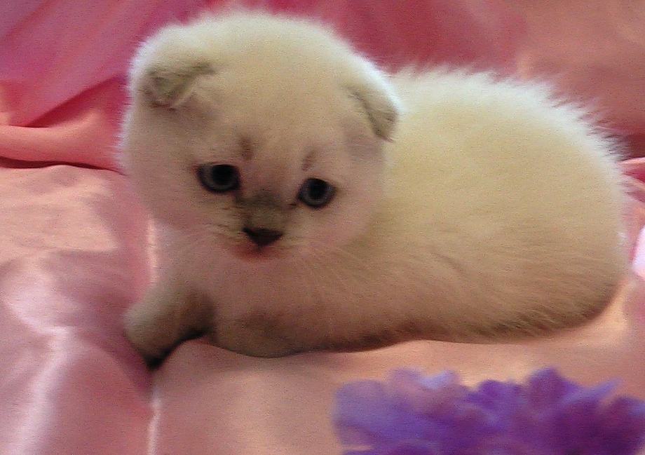 Самые красивые Шотландские котята