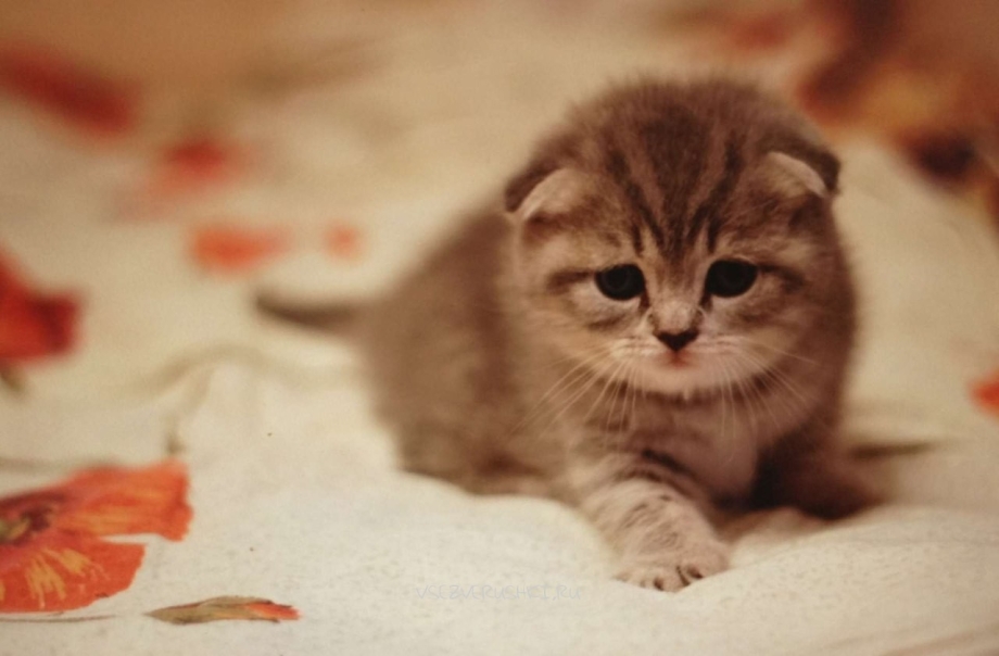 Мимимишные вислоухие котята