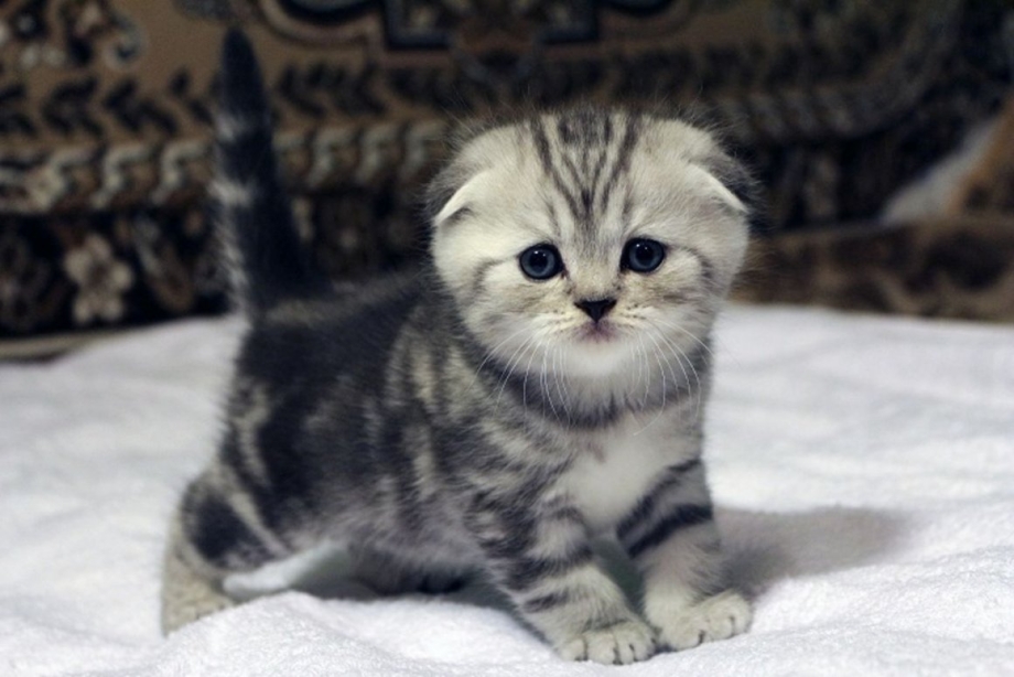 Маленькие котята вислоухие Шотландские