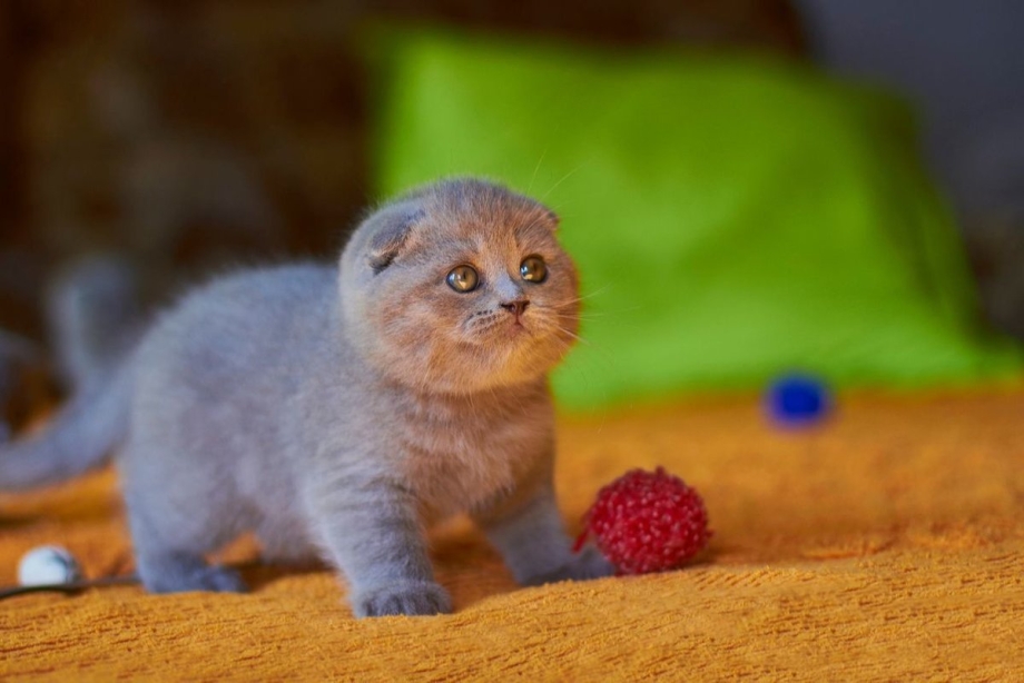 Котята скоттиш фолд маленькие