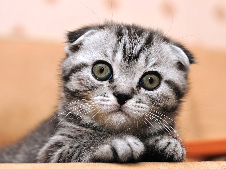 Смешные котята