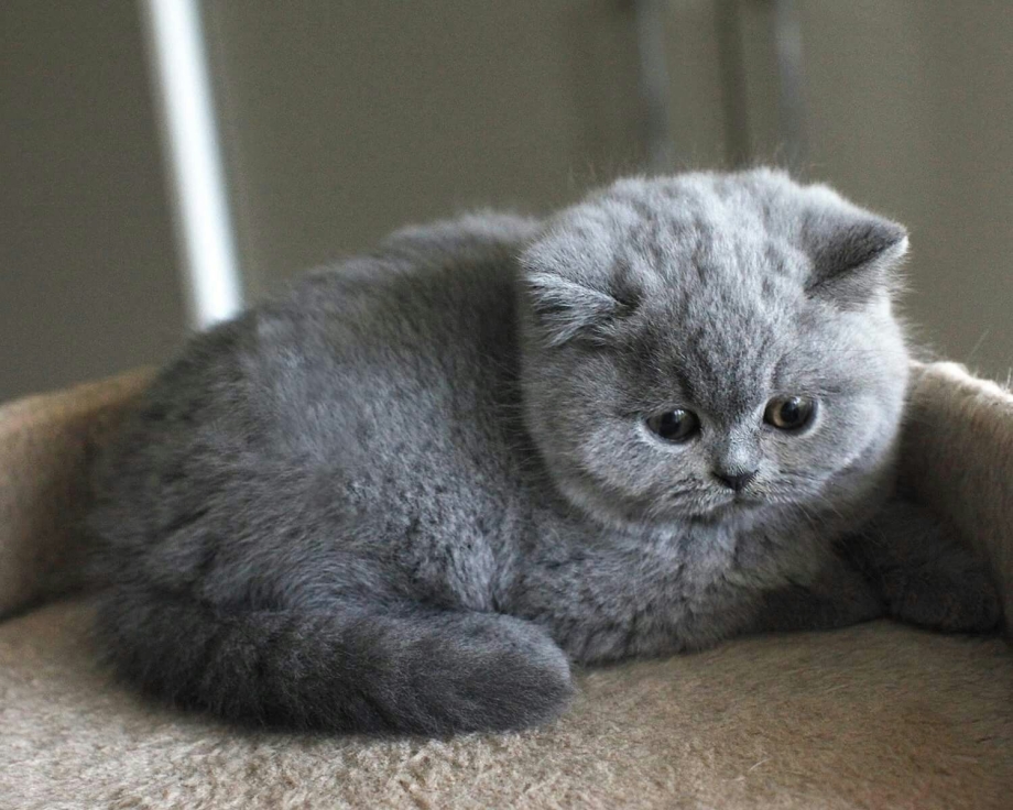 Серый вислоухий котенок британец