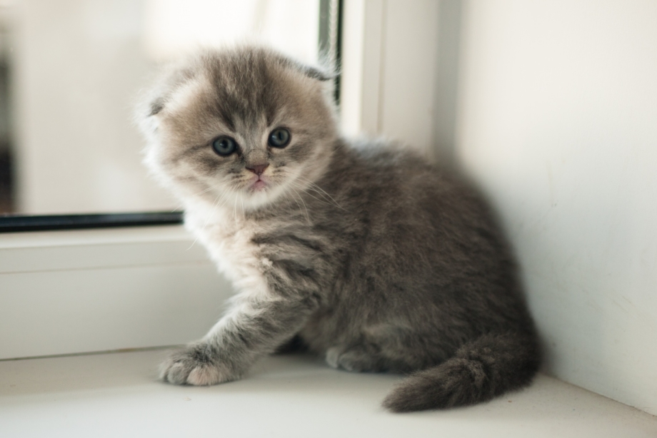 Шотландская вислоухая кошка котенок