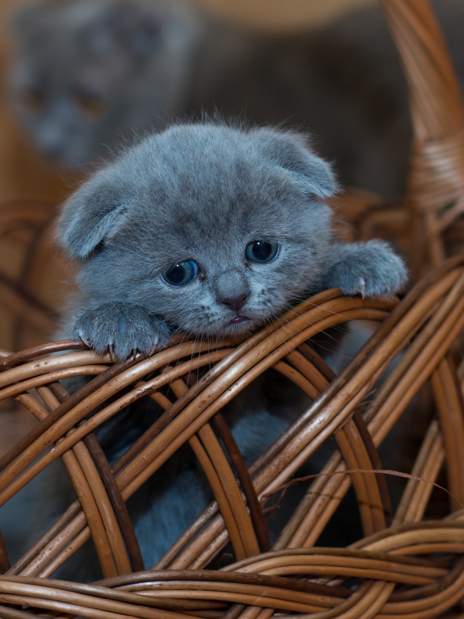 Шотландский вислоухий котенок серый