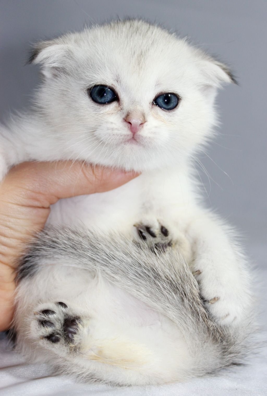 Белый шотландский вислоухий котенок
