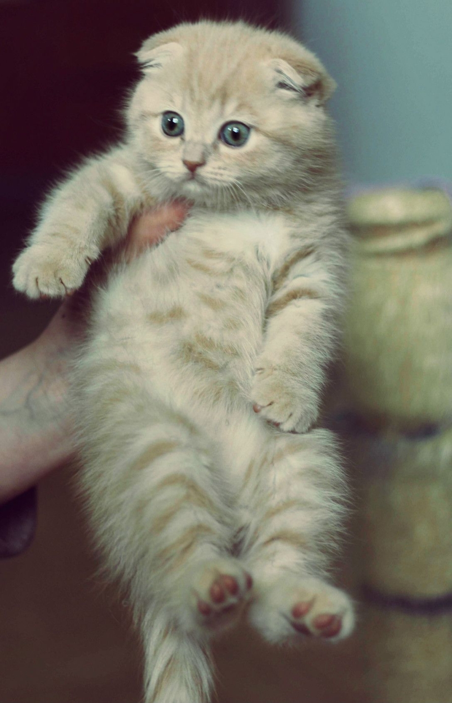 Котята скоттиш фолд милые