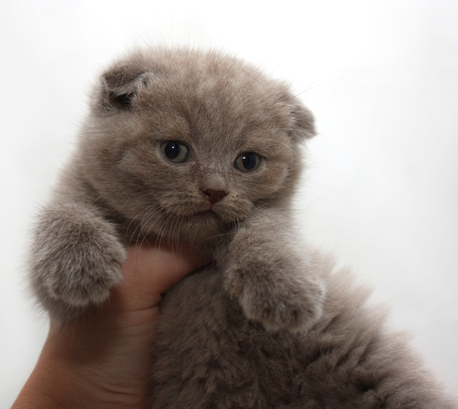 Шотландцы котята