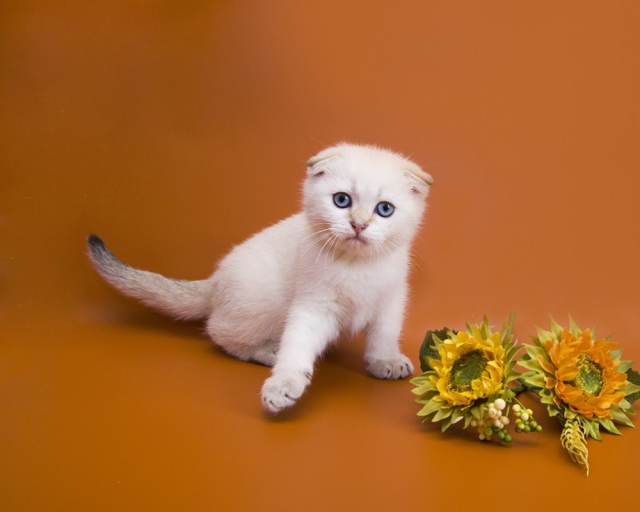 Шотландские котята скоттиш страйт