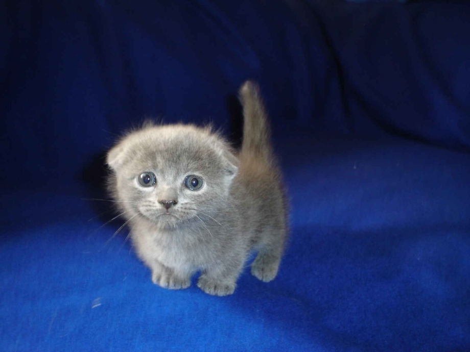 Манчкин кошка вислоухая