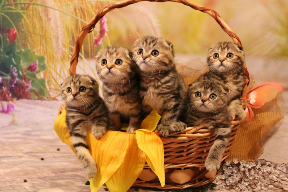 Вислоухая кошка котенок