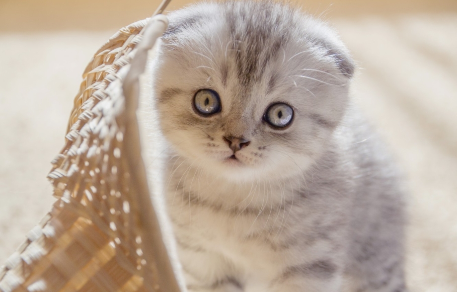 Шотландские вислоухие котята