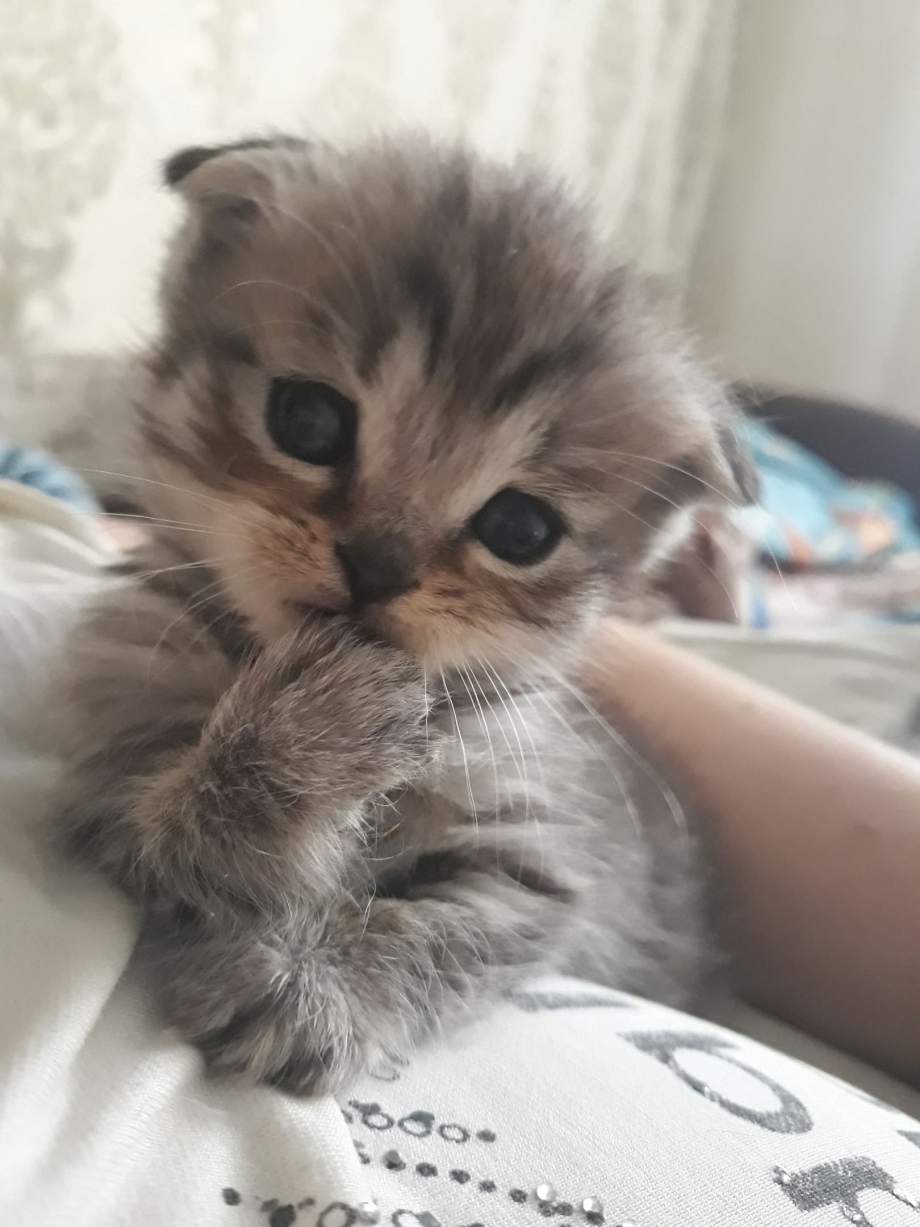 Вислоухие котята пушистые
