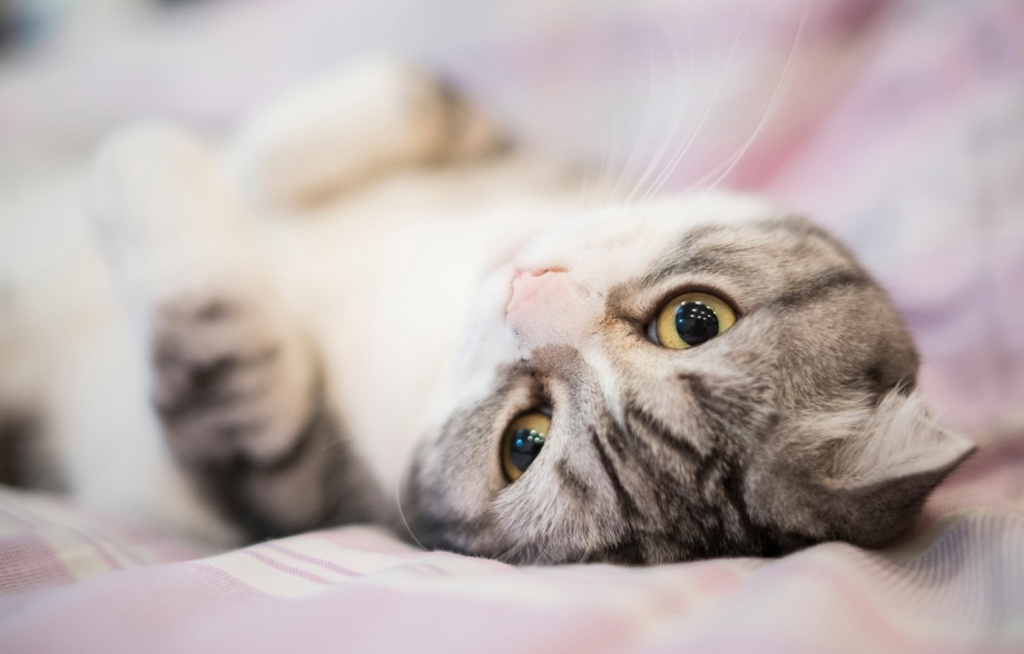 Шотландский вислоухий кот на кровати