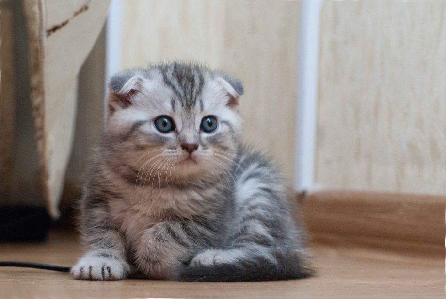 Кот вислоухий шотландец маленький