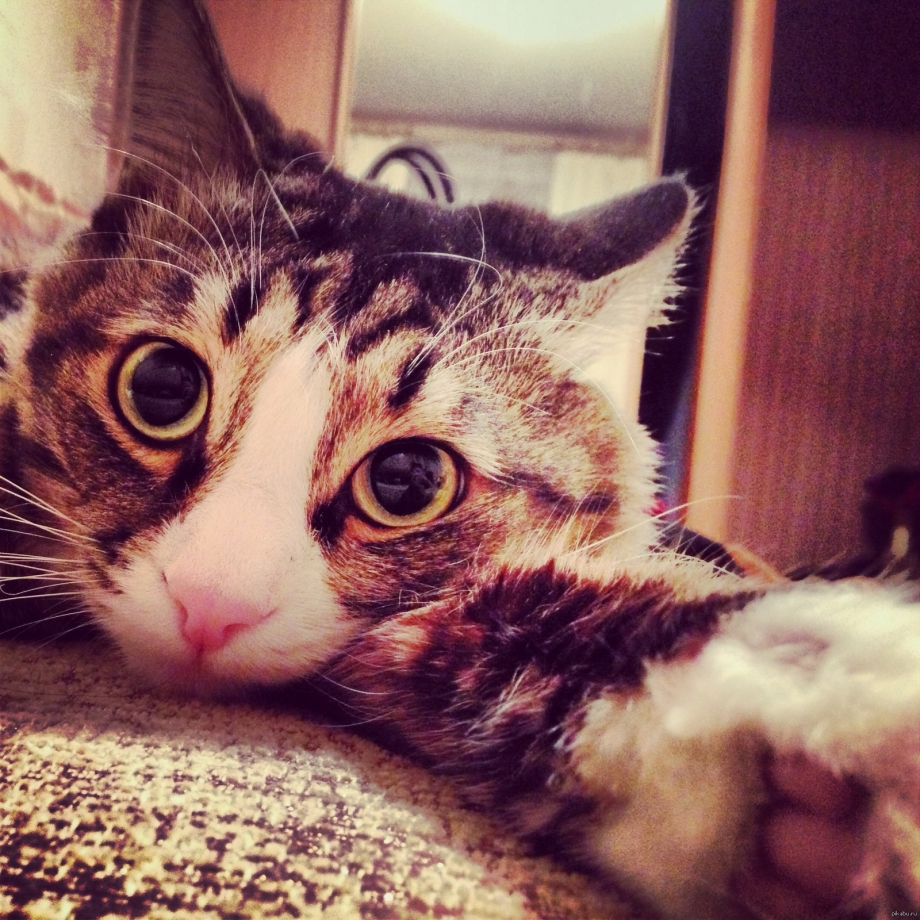 Котэ селфи