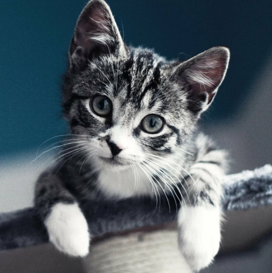 Крутые котята