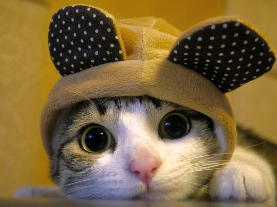 Милые коты