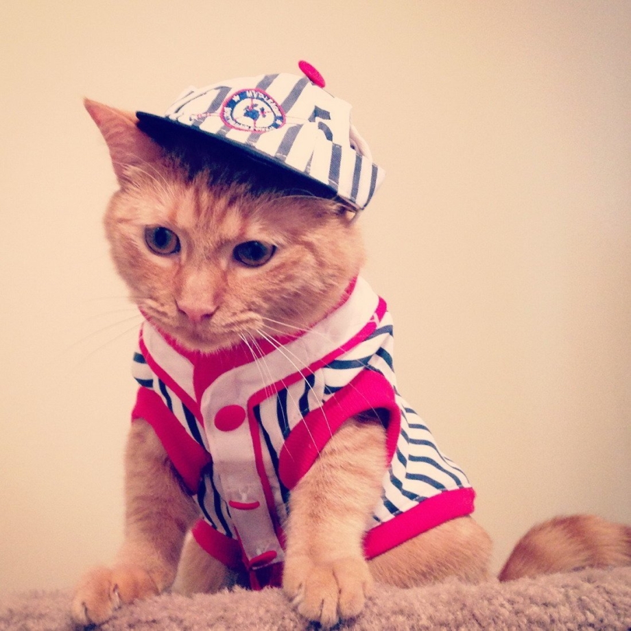 Кот в кепке