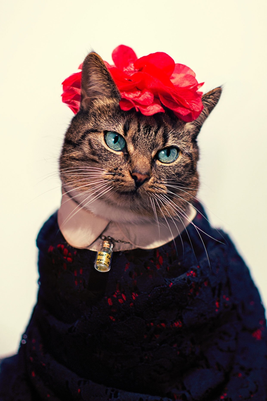 Модная кошка