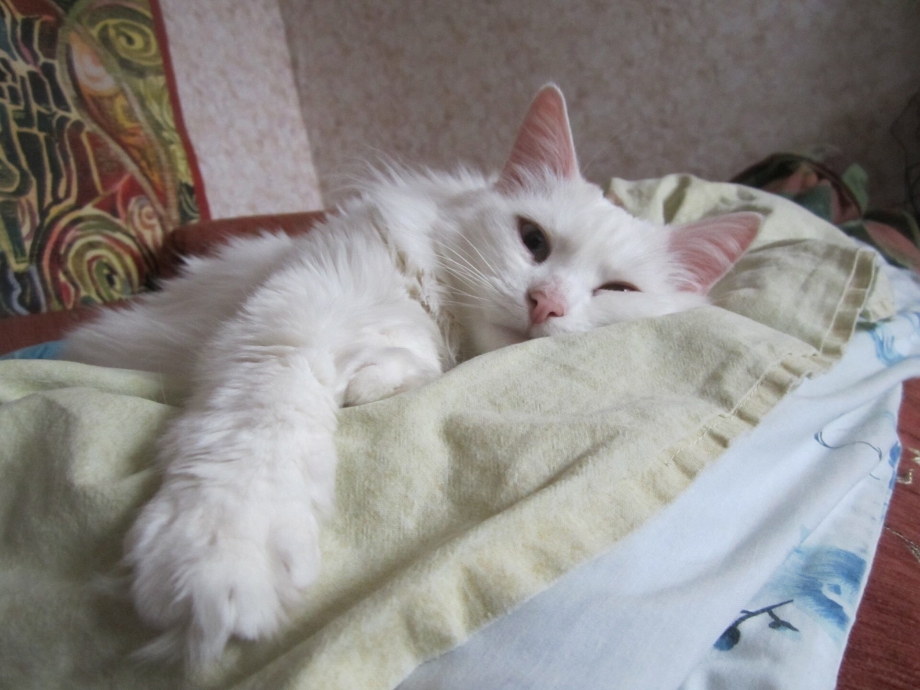 Алиса Королевская кошка
