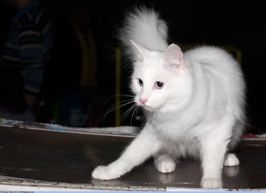 Котята турецкой ангоры серые