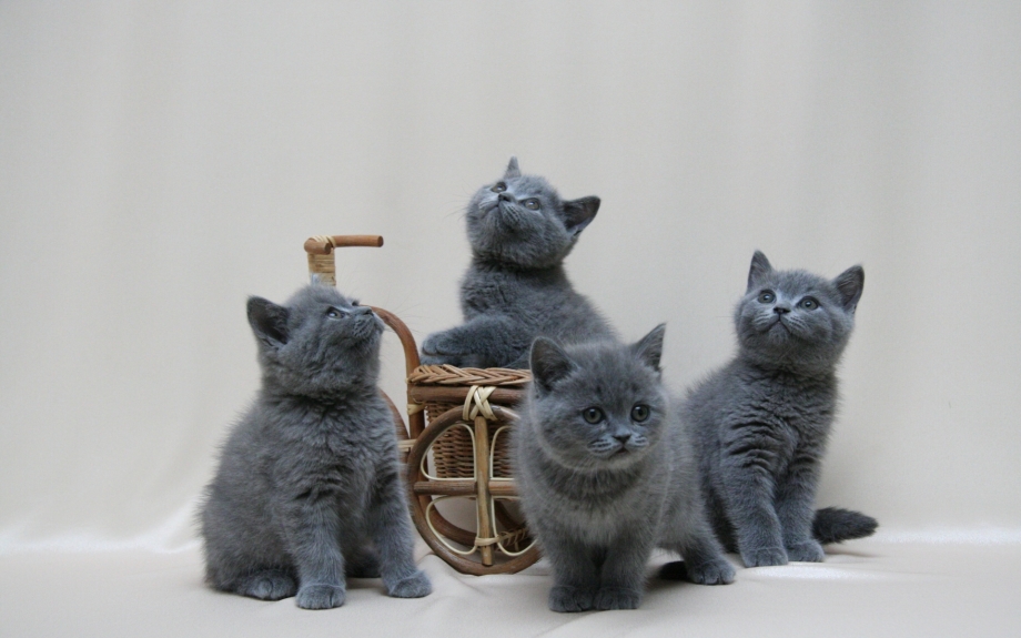 Британские короткошерстные котята