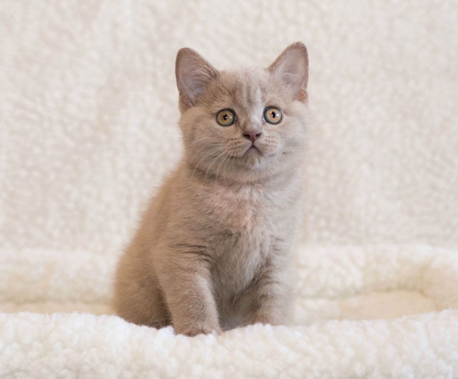 Лиловый британец котенок