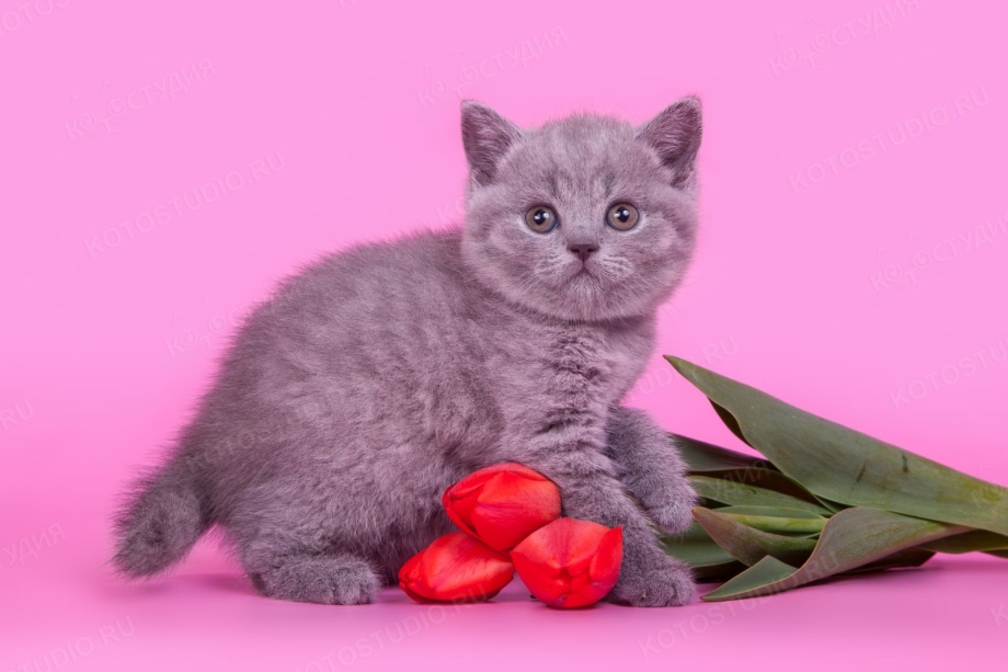 Британские котята