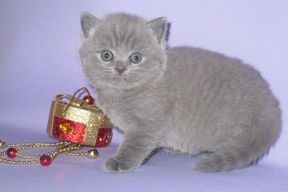 Британские короткошерстные котята