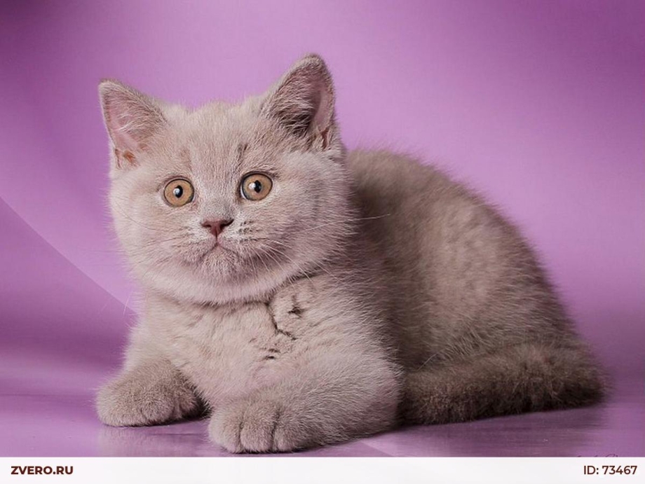 Лиловый британец котенок