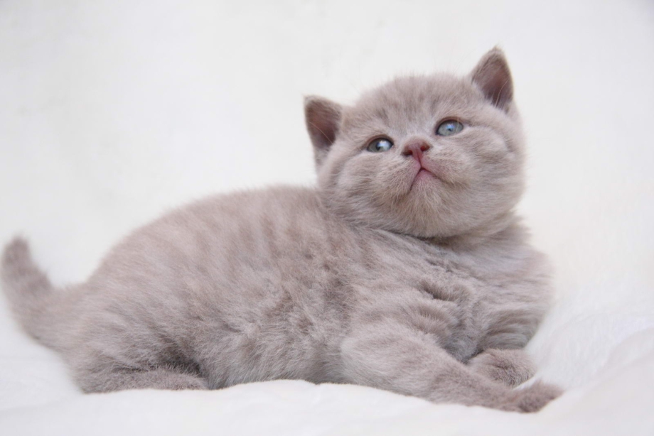 Британский короткошерстный лиловый кот