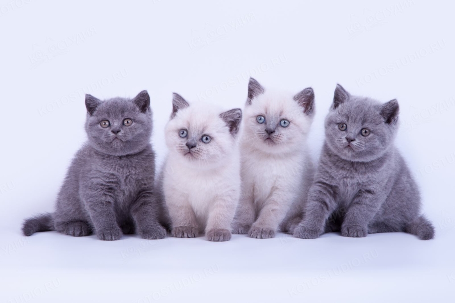 Британские короткошерстные котята молочные