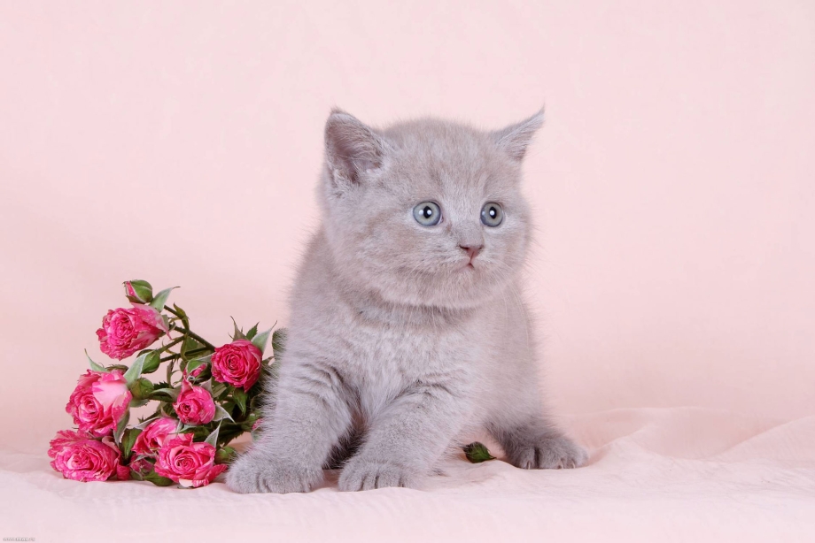 Британская кошка котенок