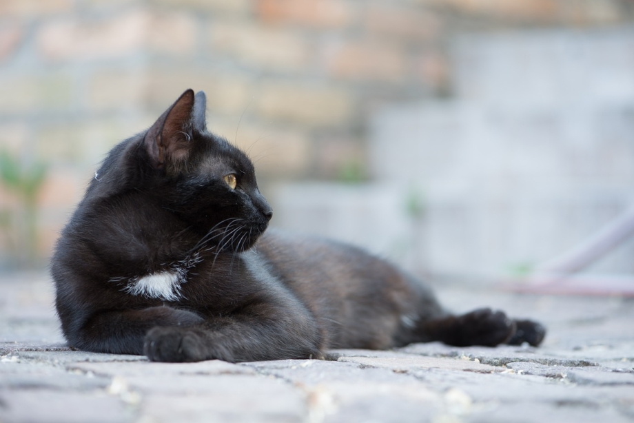 Черная кошка лежит