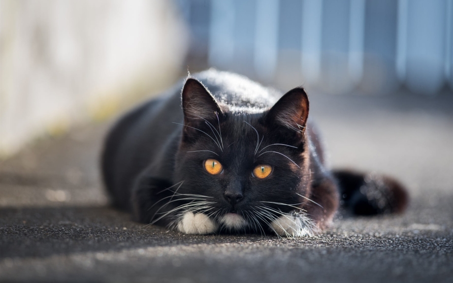 Черные коты