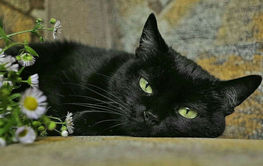 Черный кот лежит