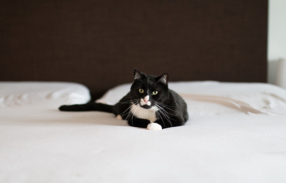 Котики лежащие чёрно белые