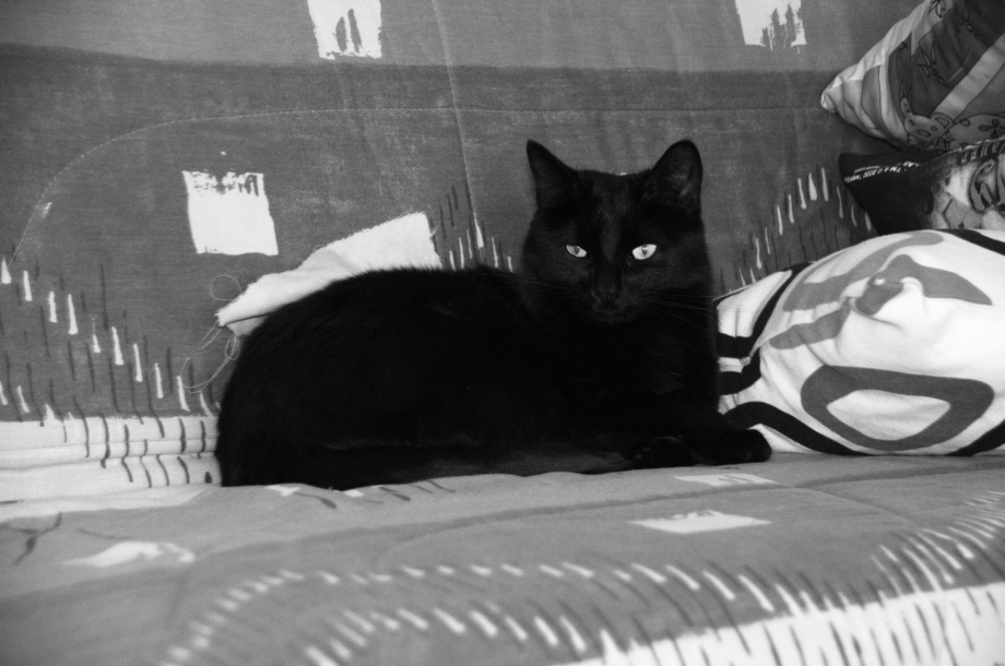 Черная кошка на диване