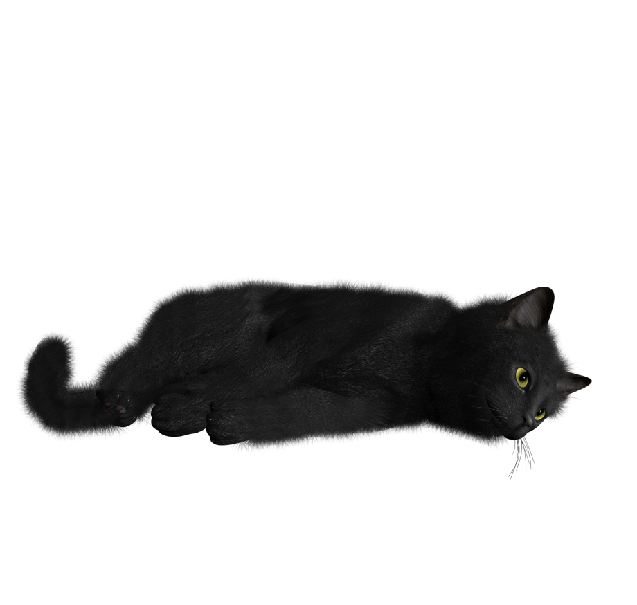 Кошка на прозрачном фоне