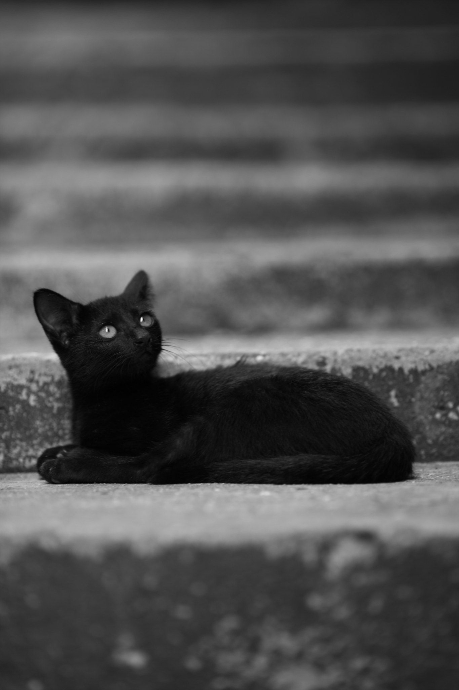 Черный котенок